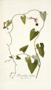 Aristolochia barbata - Nikolaus Joseph Freiherr von Jacquin — visning af kunstværket