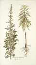Artemisia hispanica - Nikolaus Joseph Freiherr von Jacquin — visning af kunstværket