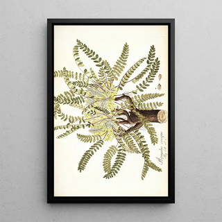 Nikolaus Joseph Freiherr von Jacquin - Astragalus exscapus.webp