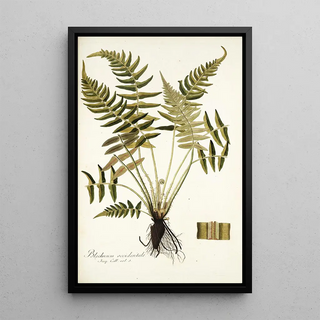 Nikolaus Joseph Freiherr von Jacquin - Blechnum occidentale.webp