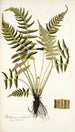 Blechnum occidentale - Nikolaus Joseph Freiherr von Jacquin — visning af kunstværket