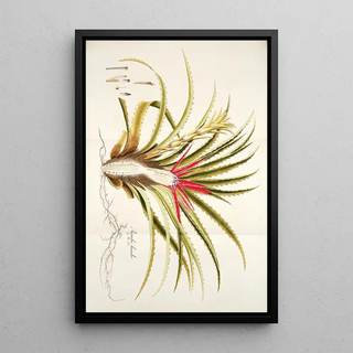 Nikolaus Joseph Freiherr von Jacquin - Bromelia humilis.webp