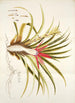 Bromelia humilis - Nikolaus Joseph Freiherr von Jacquin — visning af kunstværket
