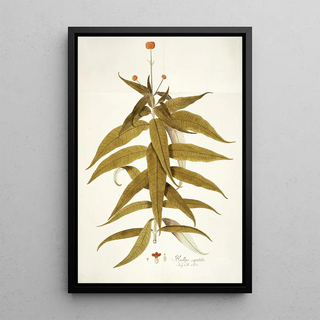 Nikolaus Joseph Freiherr von Jacquin - Budlea capitata.webp