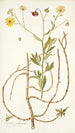 Calendula arborescens - Nikolaus Joseph Freiherr von Jacquin — visning af kunstværket