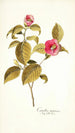 Camellia japonica - Nikolaus Joseph Freiherr von Jacquin — visning af kunstværket