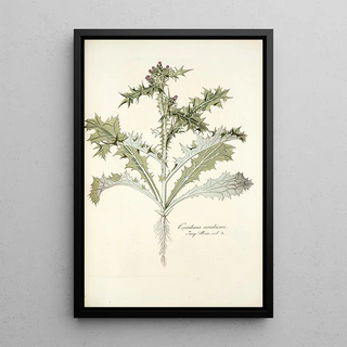 Nikolaus Joseph Freiherr von Jacquin - Carduus arabicus.webp