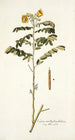 Cassia multiglandulosa - Nikolaus Joseph Freiherr von Jacquin — visning af kunstværket