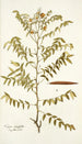 Cassia ruscifolia - Nikolaus Joseph Freiherr von Jacquin — visning af kunstværket