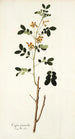 Cassia sennoides - Nikolaus Joseph Freiherr von Jacquin — visning af kunstværket