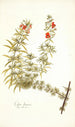 Celsia linearis - Nikolaus Joseph Freiherr von Jacquin — visning af kunstværket