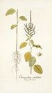 Chenopodium caudatum - Nikolaus Joseph Freiherr von Jacquin — visning af kunstværket