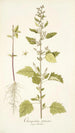 Chenopodium guineense - Nikolaus Joseph Freiherr von Jacquin — visning af kunstværket