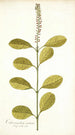 Citharexylum erectum - Nikolaus Joseph Freiherr von Jacquin — visning af kunstværket