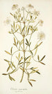Clematis angustifolia - Nikolaus Joseph Freiherr von Jacquin — visning af kunstværket