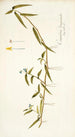 Commelina longicaulis - Nikolaus Joseph Freiherr von Jacquin — visning af kunstværket