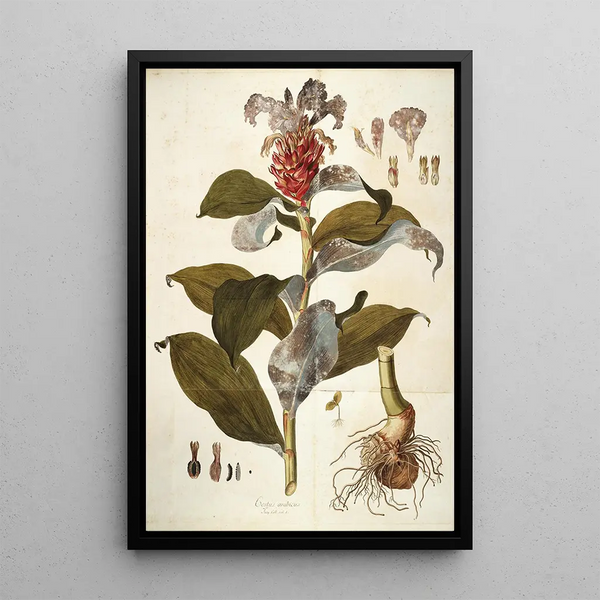 Nikolaus Joseph Freiherr von Jacquin - Costus Arabicus.webp