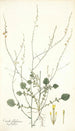 Crambe filiformis - Nikolaus Joseph Freiherr von Jacquin — visning af kunstværket