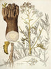 Crambe tartaria - Nikolaus Joseph Freiherr von Jacquin — visning af kunstværket