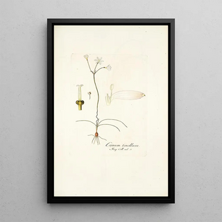 Nikolaus Joseph Freiherr von Jacquin - Crinum tenellum.webp