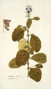 Crotalaria coerulea - Nikolaus Joseph Freiherr von Jacquin — visning af kunstværket