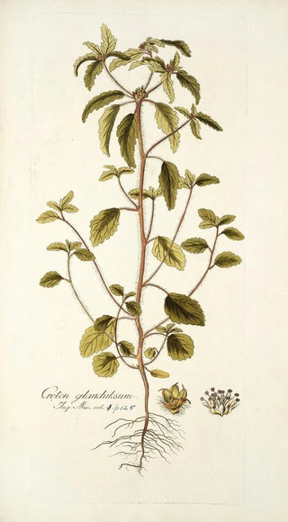 Nikolaus Joseph Freiherr von Jacquin - Croton glandulosum.webp