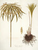 Cyperus alternifolius - Nikolaus Joseph Freiherr von Jacquin — visning af kunstværket