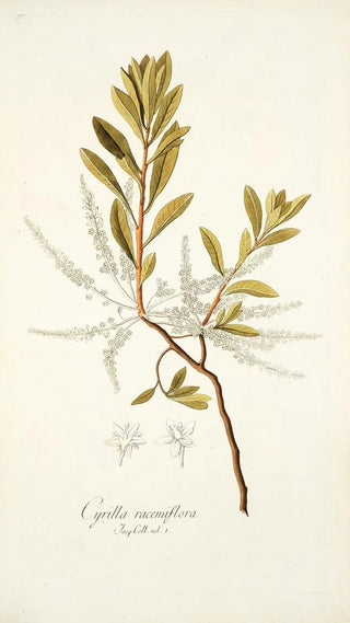 Nikolaus Joseph Freiherr von Jacquin - Cyrilla racemiflora.webp