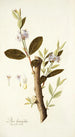 Dais laurifolia - Nikolaus Joseph Freiherr von Jacquin — visning af kunstværket