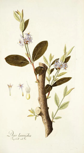 Nikolaus Joseph Freiherr von Jacquin - Dais laurifolia.webp