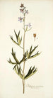 Delphinium urceolatum - Nikolaus Joseph Freiherr von Jacquin — visning af kunstværket