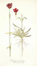 Dianthus atrorubens - Nikolaus Joseph Freiherr von Jacquin — visning af kunstværket