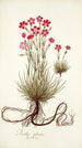 Dianthus sylvestris - Nikolaus Joseph Freiherr von Jacquin — visning af kunstværket