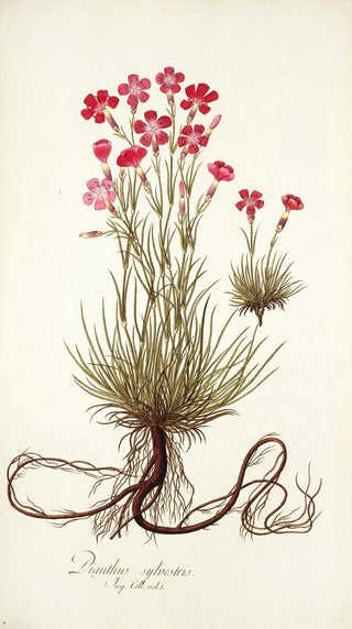 Nikolaus Joseph Freiherr von Jacquin - Dianthus sylvestris.webp