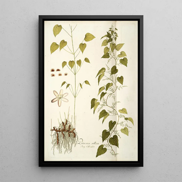 Nikolaus Joseph Freiherr von Jacquin - Dioscorea villosa.webp