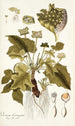 Dorstenia contrajerva - Nikolaus Joseph Freiherr von Jacquin — visning af kunstværket