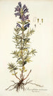 Dracocephalum austriacum - Nikolaus Joseph Freiherr von Jacquin — visning af kunstværket