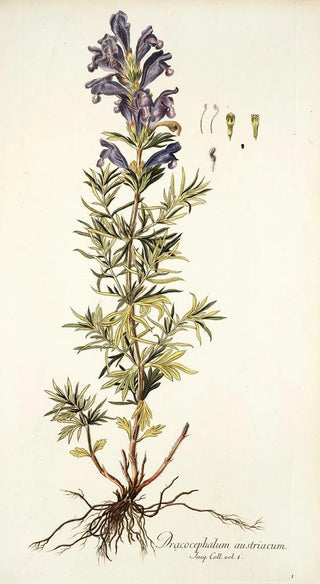 Nikolaus Joseph Freiherr von Jacquin - Dracocephalum austriacum.webp