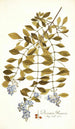 Duranta plumieri - Nikolaus Joseph Freiherr von Jacquin — visning af kunstværket