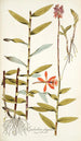 Epidendrum elongatum - Nikolaus Joseph Freiherr von Jacquin — visning af kunstværket