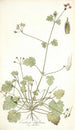 Erodium ribifolium - Nikolaus Joseph Freiherr von Jacquin — visning af kunstværket