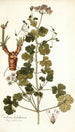 Erodium trilobatum - Nikolaus Joseph Freiherr von Jacquin — visning af kunstværket