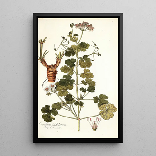 Nikolaus Joseph Freiherr von Jacquin - Erodium trilobatum.webp