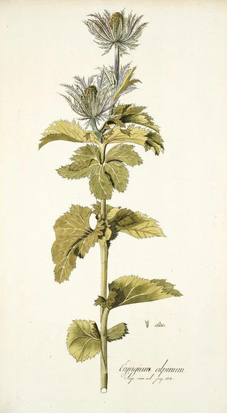 Nikolaus Joseph Freiherr von Jacquin - Eryngium alpinum.webp