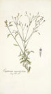 Eupatorium myosotifolium - Nikolaus Joseph Freiherr von Jacquin — visning af kunstværket
