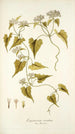 Eupatorium scandens - Nikolaus Joseph Freiherr von Jacquin — visning af kunstværket