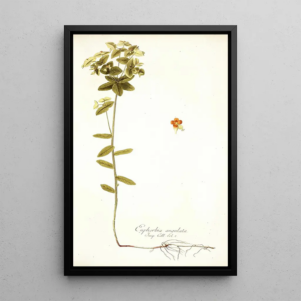 Nikolaus Joseph Freiherr von Jacquin - Euphorbia angulata.webp