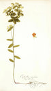 Euphorbia angulata - Nikolaus Joseph Freiherr von Jacquin — visning af kunstværket