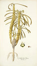 Euphorbia clava - Nikolaus Joseph Freiherr von Jacquin — visning af kunstværket