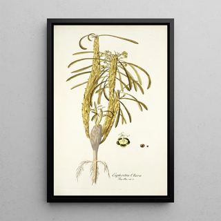 Nikolaus Joseph Freiherr von Jacquin - Euphorbia clava.webp